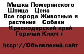 Мишки Померанского Шпица › Цена ­ 60 000 - Все города Животные и растения » Собаки   . Краснодарский край,Горячий Ключ г.